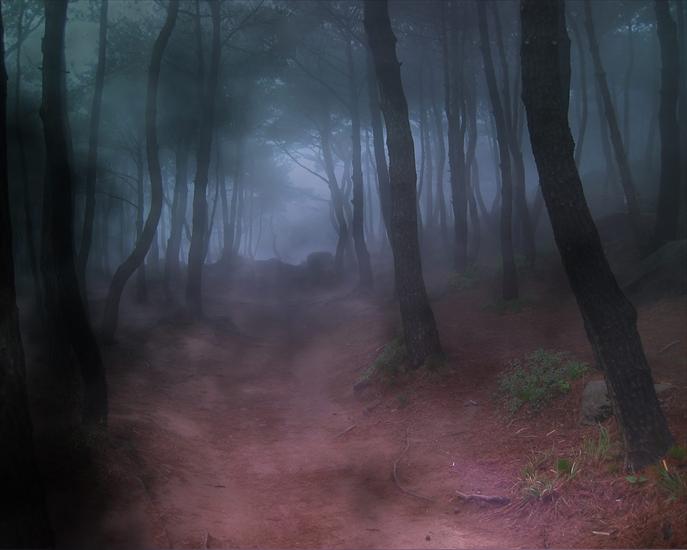 TAPETY KRAJOBRAZY - Forest_Fog,_Bryce_5.5.jpg