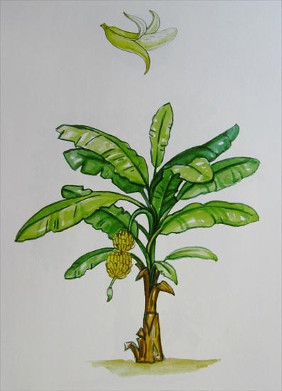Drzewa egzotyczne - banan.JPG