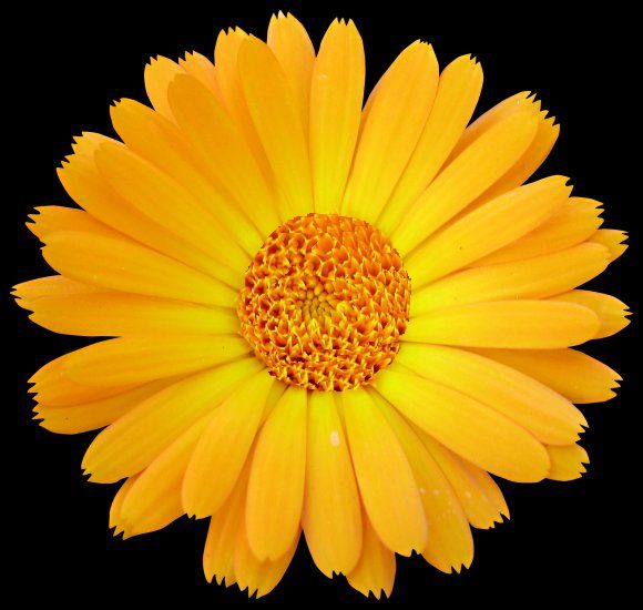 kwiaty-jpg - kwiat zolty.jpg
