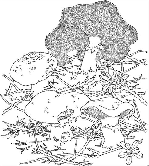 las zwierzęta  grzyby grzybobranie - grzyby, grzybobranie - kolorowanka 7.JPG