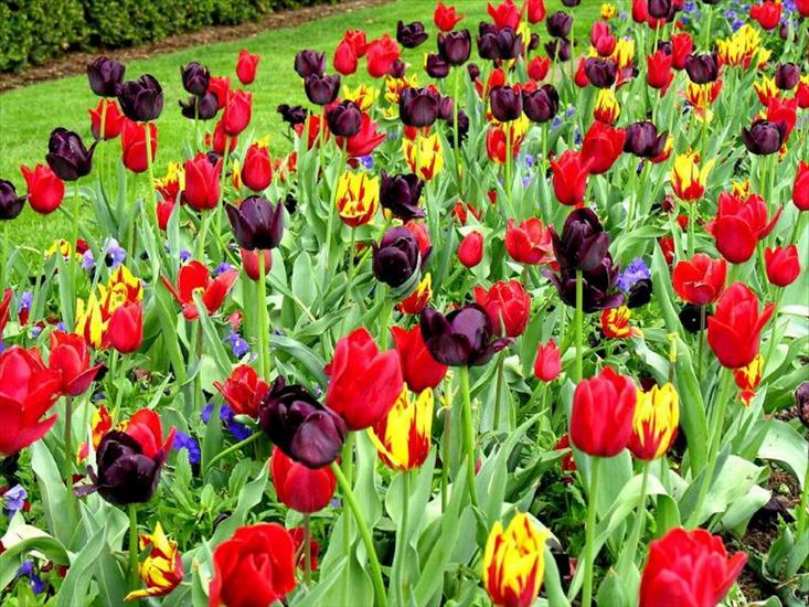 Tulipany - tulipany 149.jpg