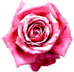 Róże1 - Rose14.gif