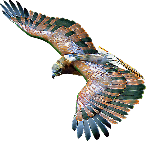 Zoo-Ptaki Orzeł - red-tailed-hawk-04.png