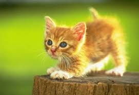 Zwierzęta - Mały kotek.jpg