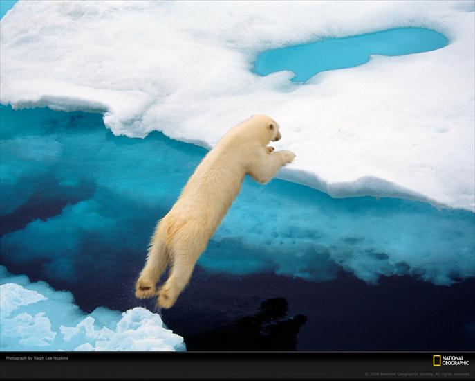 Tapety - blue-polar-bear-wallpaper.jpg