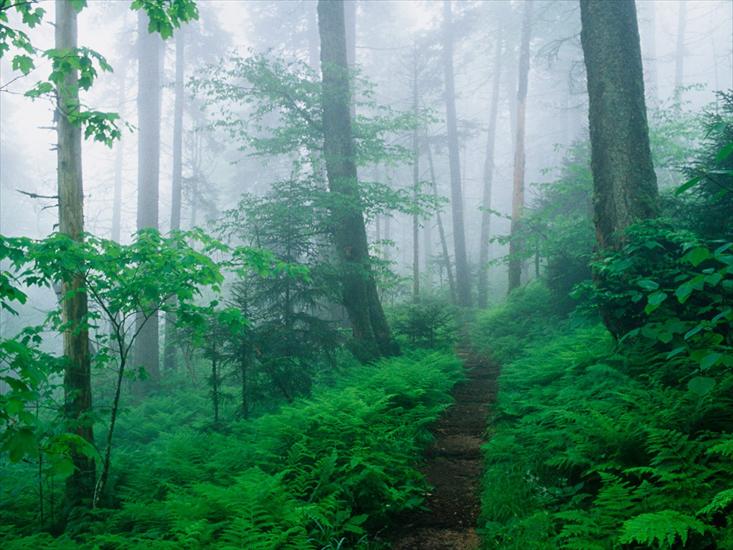 Natura v3 - Appalachian Trail Along Foggy Ridge, Smoky Mountains, Tennessee.jpg