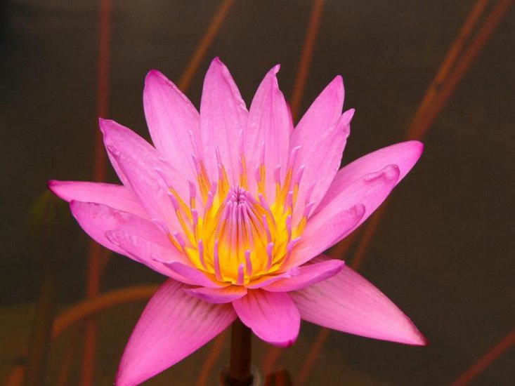 Nenufary-lilie wodne - kwiatki 40.jpg