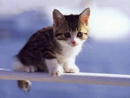 Zwierzęta - Mały kotek 1.jpg