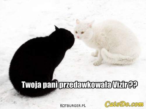 O kotach - Black and white - Twoja pani przedawkowała Vizir.jpg