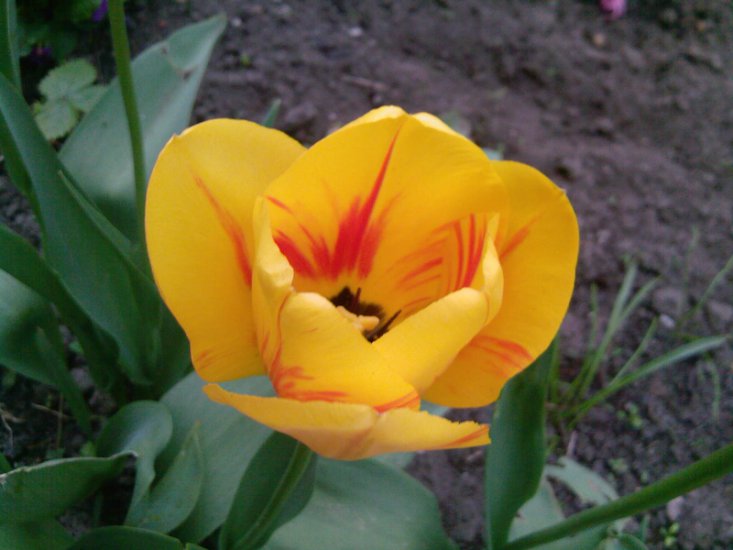 Tulipany-2014 - Zdjęcia-0049.jpg