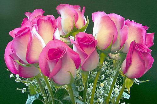 Róża- przepiękny kwiat - RÓZOWY ZACHWYT--JEDYNA0101.jpg