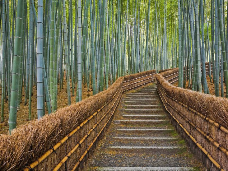 CIEKAWE ZDJĘCIA - Bamboo Lined Path, Adashino Nembutsu-ji Temple, Kyoto, Japan.jpg