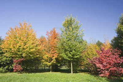 Jesien - 1858517-babie-lato--jesie--kolory-drzew.jpg