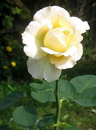 Róża  Lucryssa - rozaxx.jpg