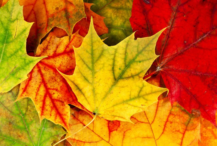 JESIEŃ - jesień liście tapety 81.jpg