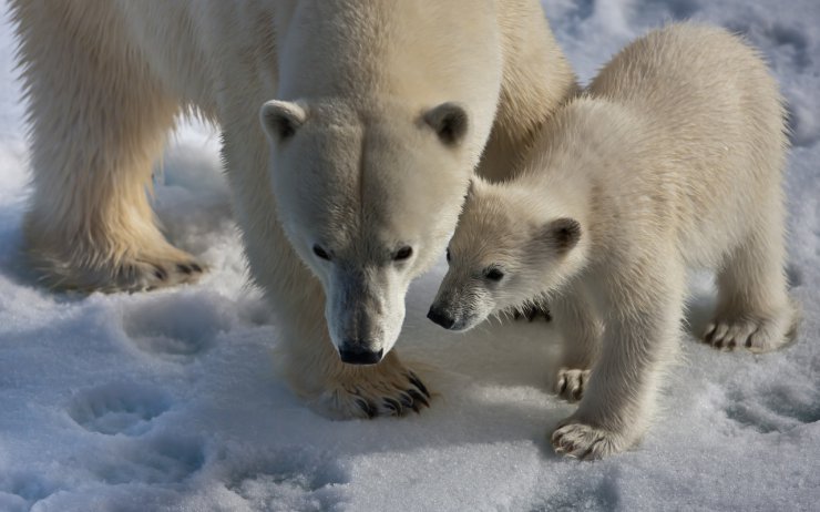 ZWIERZĘTA - Animal_polar bear_341041.jpg