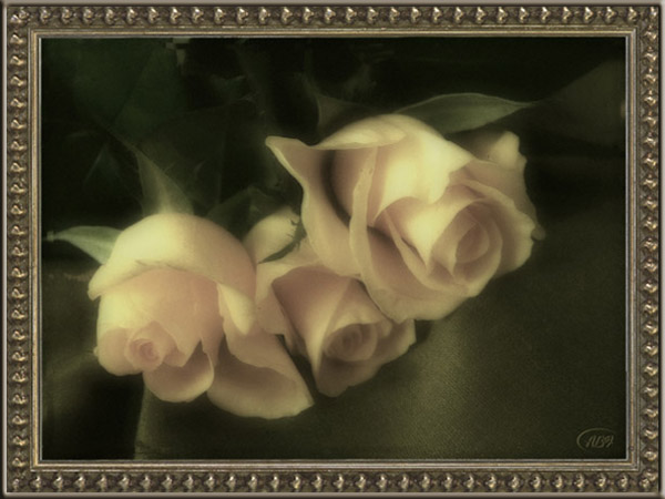 Róża  Lucryssa - Zakwitne roza.jpg