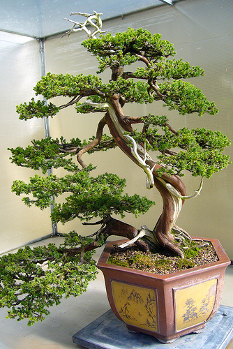 Drzewka Bonsai - Chinese_Juniper_Bonsai.jpg