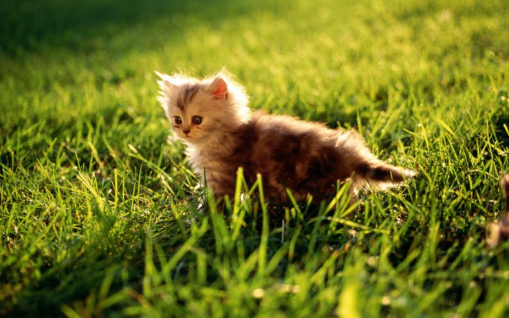 Koty - animals_cute_grass_kitten_wds_1680x1050.jpg