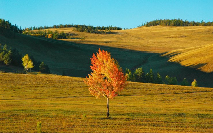 Tapety - A Lonely Tree For A Fall On Mac Wallpapers HD.jpg