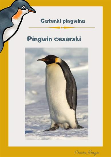 Pingwiny - FB_IMG_1587902908711.jpg