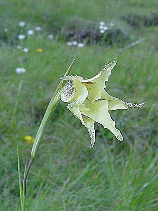 gladiolus - gladiolus_longicollis.jpg