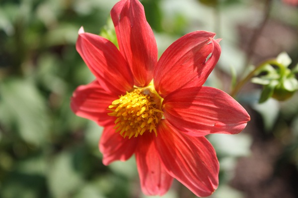 KWIATY CZERWONE - flower-RED.jpg