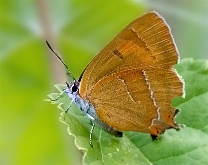 Motyl - 219563.jpg