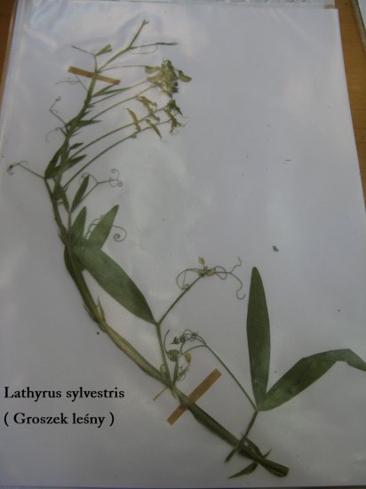 Fabaceae - zdjecie 081.jpg