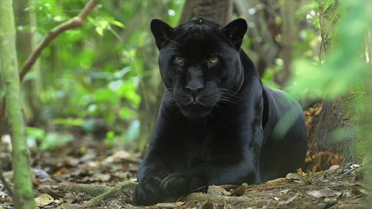 Big and wild cats - Awaiting Jaguar, Belize - 1.jpg