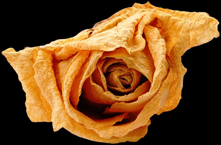 PNG-ZWIĘDŁA RÓŻA - dry rose 30.png
