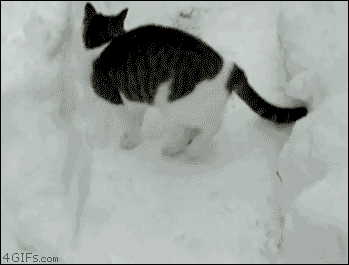 zwierzaki - cat snow7.gif