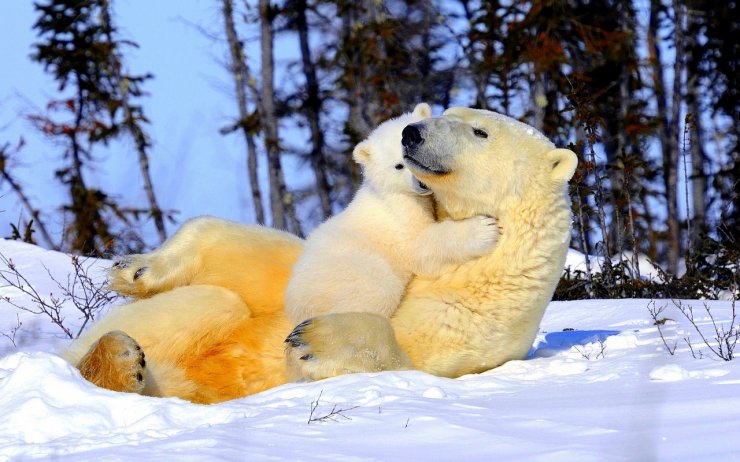 Matczyna Miłość - Polar-Bear-Family1.jpg