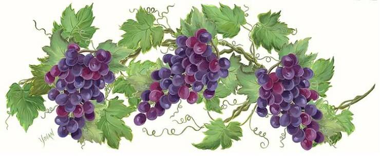 DECOUPAGE-owoce - GrapeVines_HUGE_20358_op_740x305.jpg