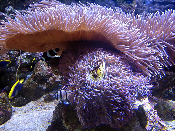Rafa koralowa - 00780.jpg
