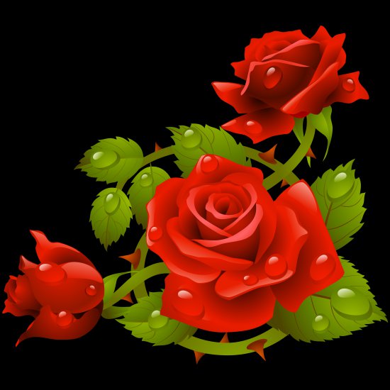 Czerwone róże PNG 26 sztuk duża rozdzielczość - 2 2.png