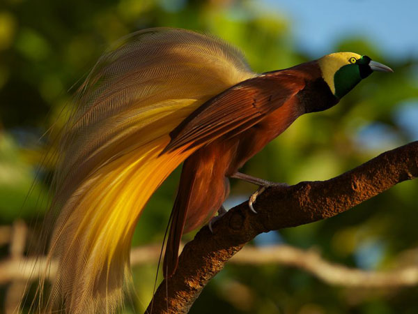Ptaki - bird of paradise.jpg