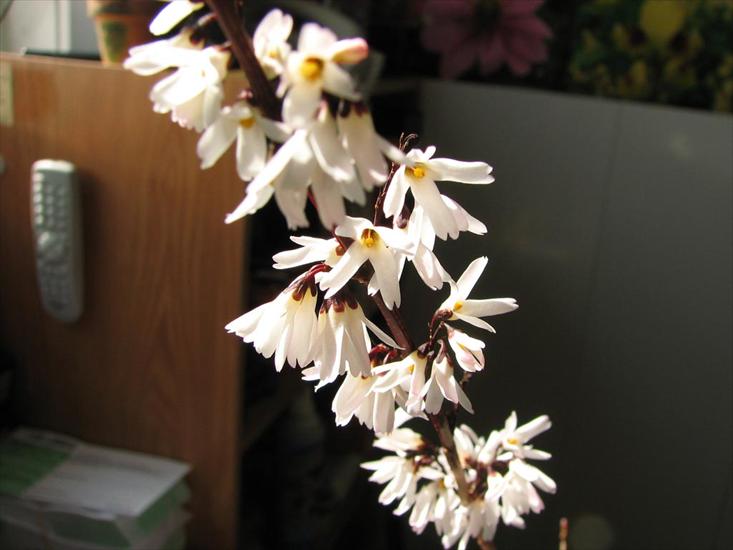 Forsycja biała - Abeliophyllum - 1279968306_3.jpg