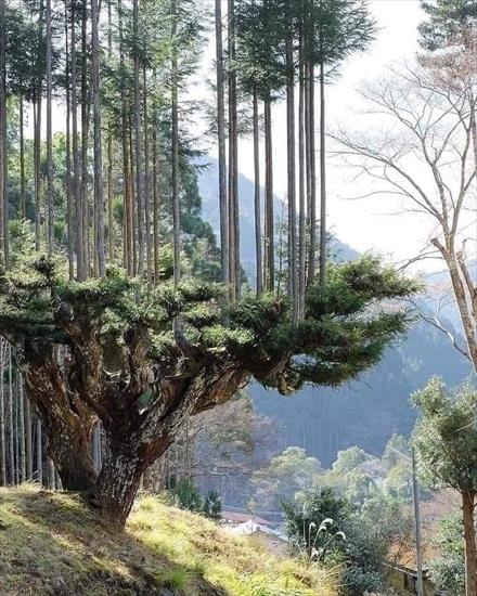  najpiękniejsze drzewa - Daisugi - starożytna japońska technika tworzenia drzewek wymyślona w XIV w. przez Samurajów.jpg