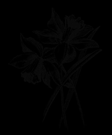flowers illustrations - 005.png