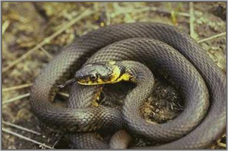 Węże, żmije - Żmija zygzakowata - Vipera berus.jpg