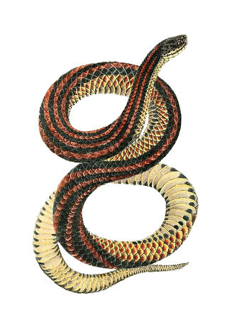 zwierzęta - wąż 12.png