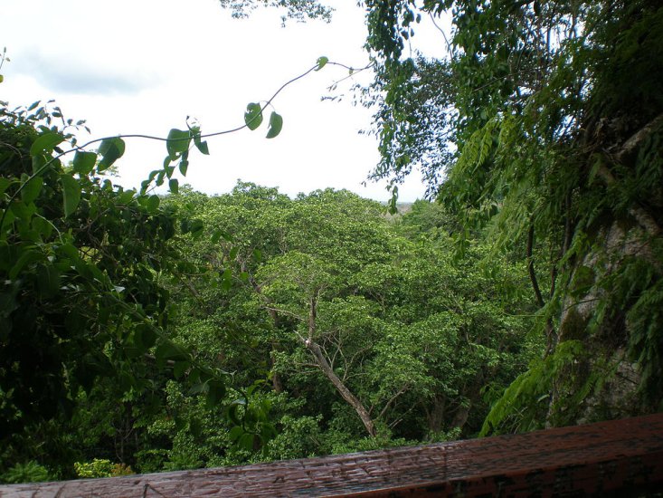 Samoa - Top_of_Falealupo_rainforest.JPG
