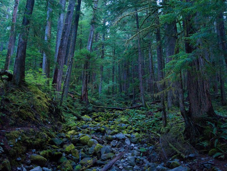 ALBUM NATIONAL GEOGRAPHIC - hoh-rain-forest-olympic-national-park_51546_990x742.jpg