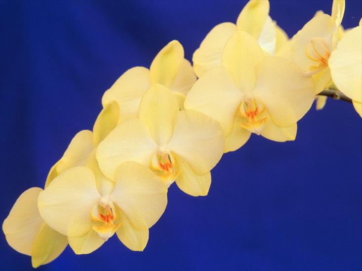 storczyki - www_tapety_jajex_info_orchidee_171.jpg