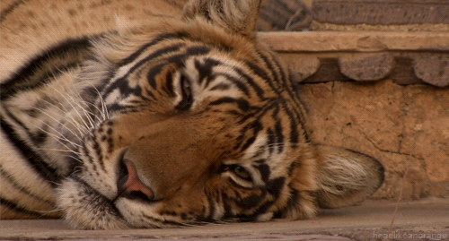 zwierzaki - tiger2.gif